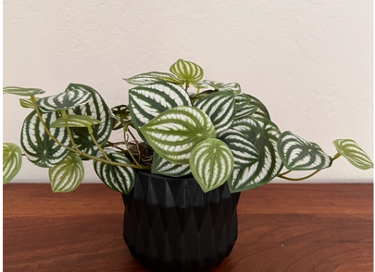 Striped house plant