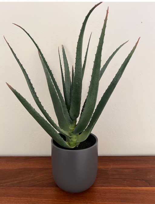 Aloe plant