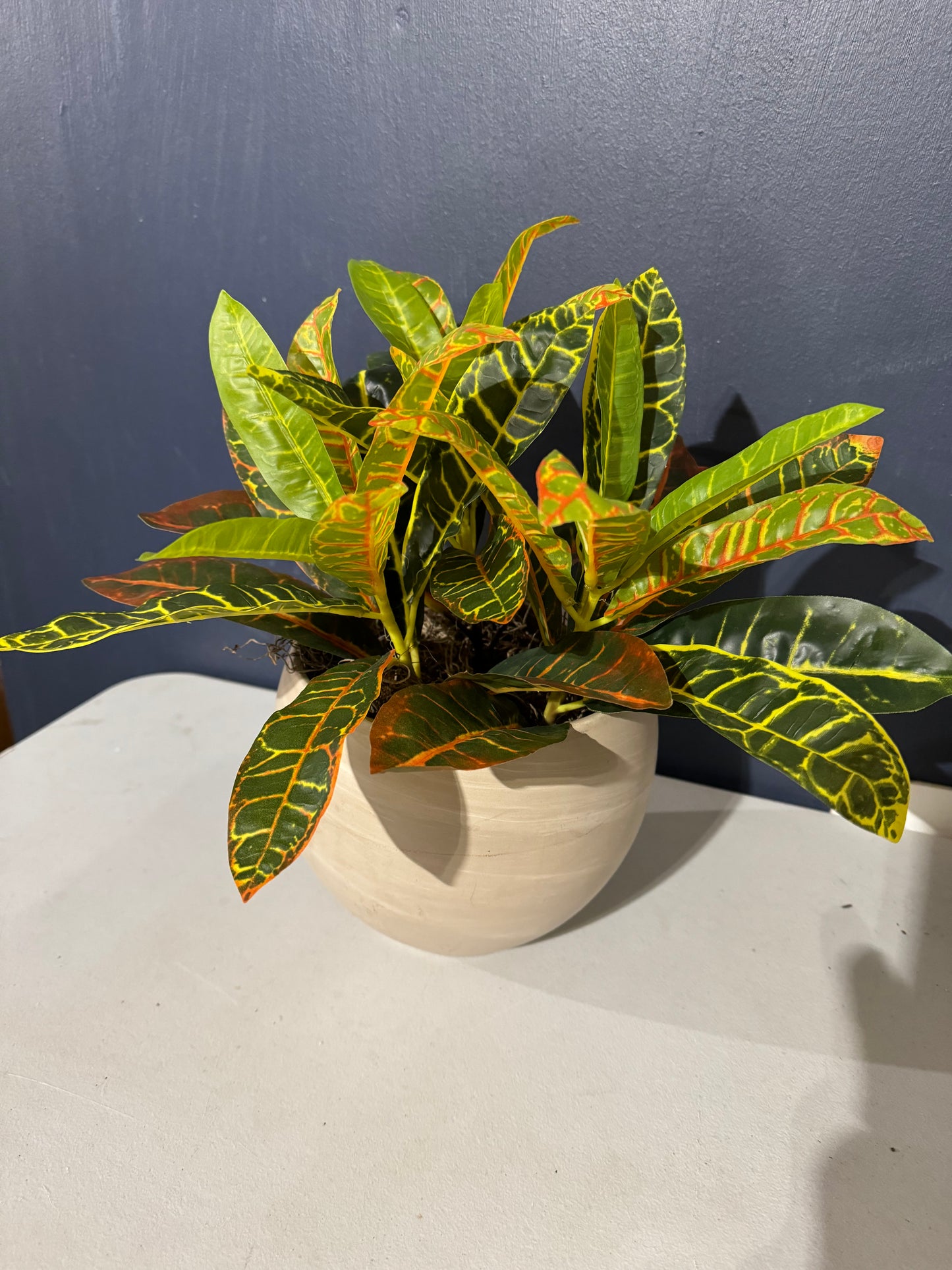 Plant with green, orange, yellow