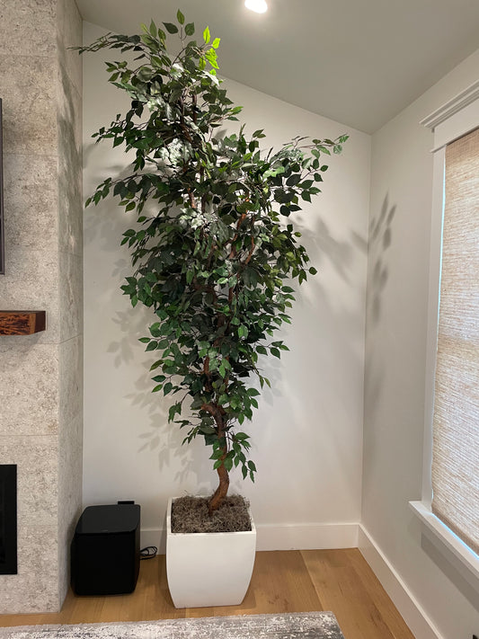 Tall ficus tree; 96" tall