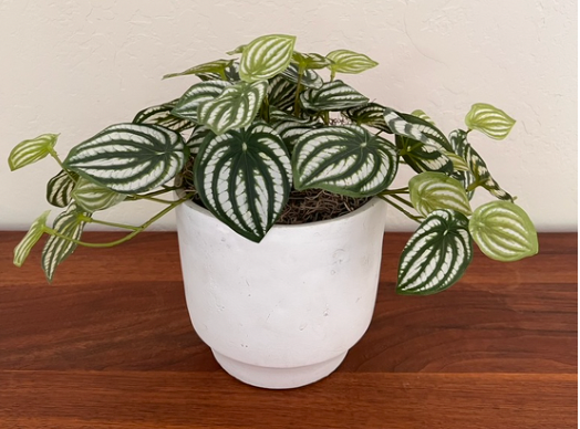 Striped plant in white pot