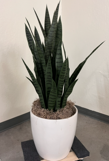 Snake plant, 40" tall